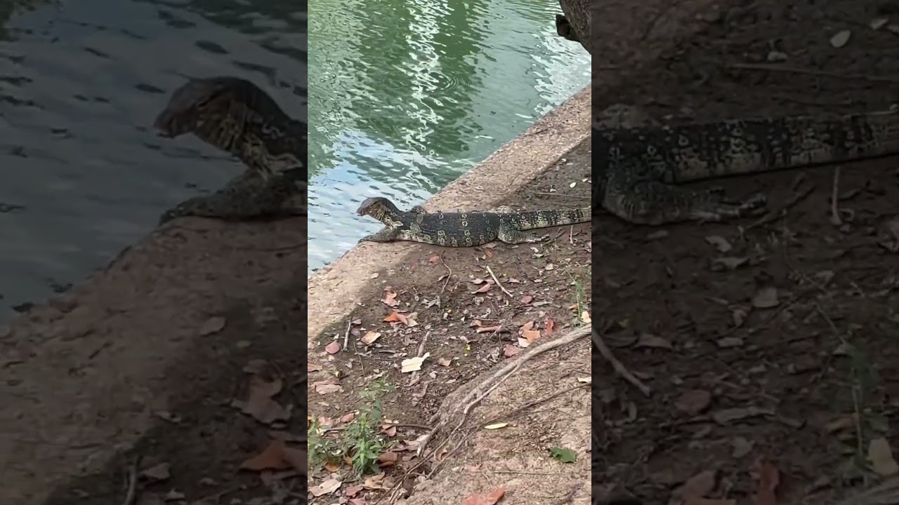 Люмпини парк в Бангкоке и его обитатели 