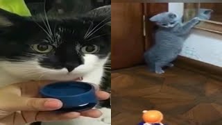 Cute animals 79 compilation | Funny Cats Vedios 😽 Part 6