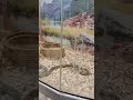 Snake рџђЌ House Snake рџђЌ House