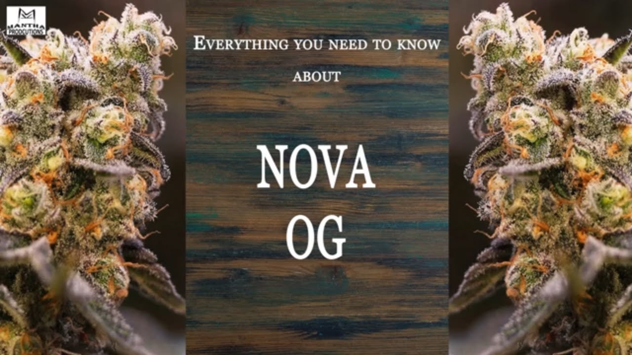 Buy Nova OG strain seeds weed - Is it legal to get Nova OG for sale