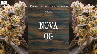 Nova OG | Best Buds Strain Spotlight