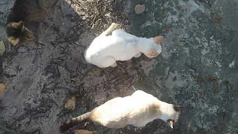 Watch the video about Size comparison between old male cat and female cat