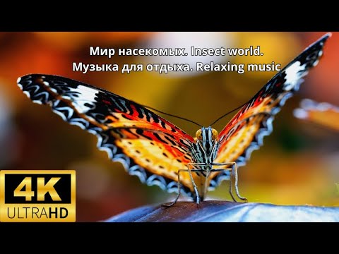 Мир насекомых. Insect world. Увеличенное видео насекомых. Музыка для отдыха. Relaxing music