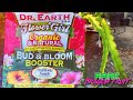 Get More DRAGON FRUIT BUDS / DR. EARTH FLOWER GIRL BUD and BLOOM / A TIP From OCEANSIDE DRAGON FRUT