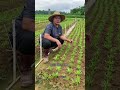 This Vegetable Never Stops Growing! 😱