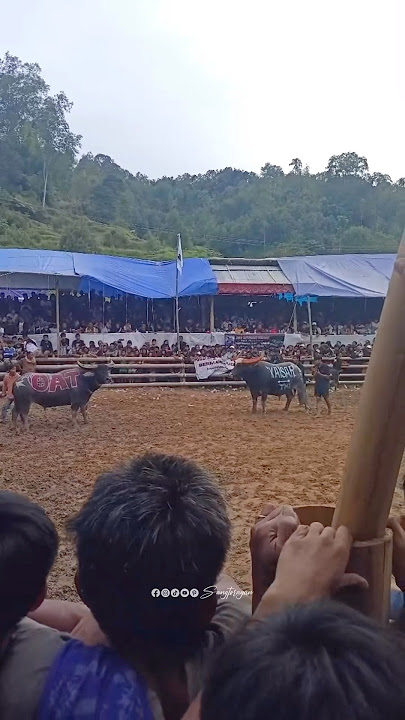 Silumparan Tedong