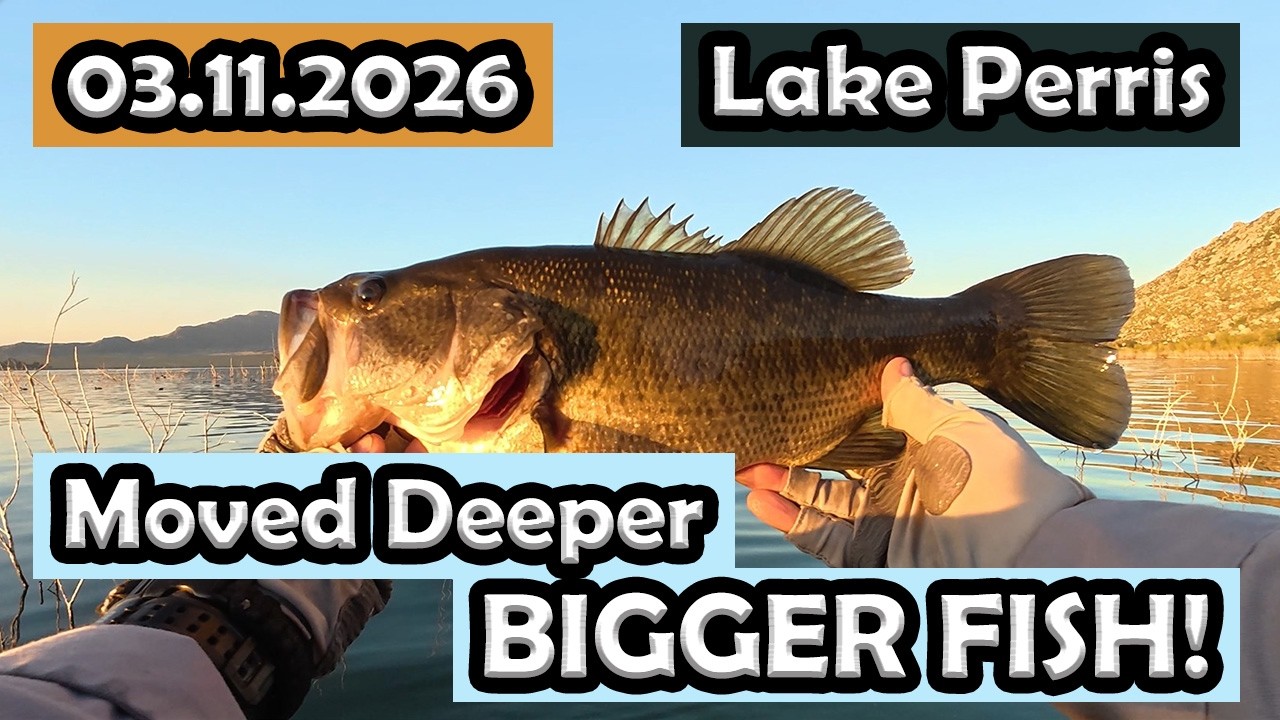 Lake Perris: Another 13 fish Evening! (deeper bite)