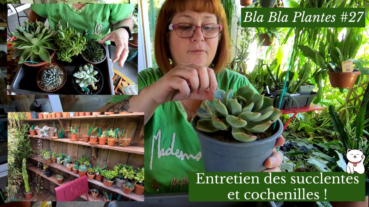 BLA BLA PLANTES #27 🌵Entretien des succulentes et les cochenilles | Les bons gestes à avoir !