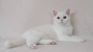 Белая разноглазая экзотическая короткошерстная кошка White odd eyes cat for sale Белая разноглазая экзотическая короткошерстная кошка White odd eyes cat for sale