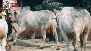 Download lagu The Biggest Shibbi Nabab Sultan Part 02 JJKH Sharif Agro 2017 RBGCH The Biggest Shibbi Nabab Sultan Part 02 JJKH Sharif Agro 2017 RBGCH
