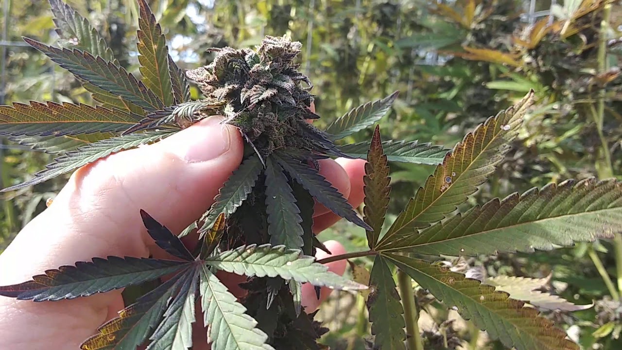 10-18-19 Outdoor Cannabis Grow Michigan Recreational- Fall color tour
