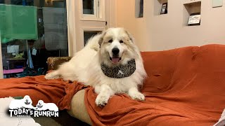 ソファーを独り占めし笑顔が止まらないアランです　Great Pyrenees　グレートピレニーズ