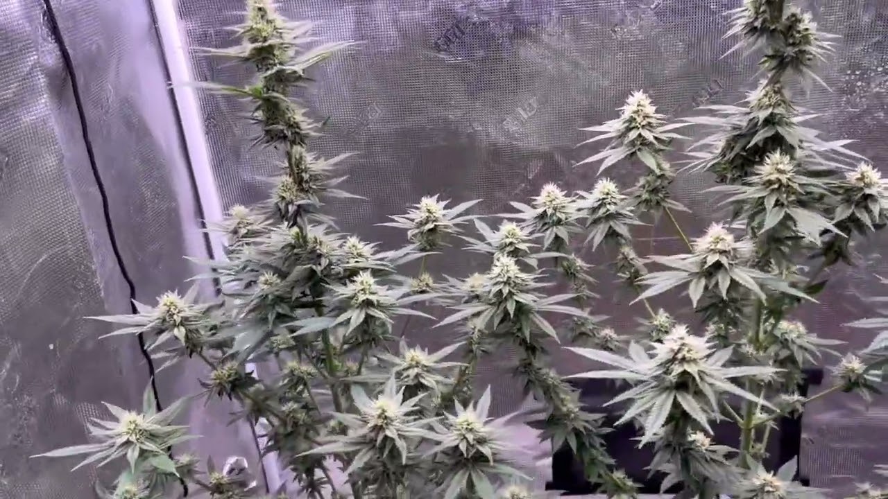 ~Grow Strong Cup Update~Flower Day 30~KindLED X420 and Lotus Nutrients Review~Results of wk 3 Strip~