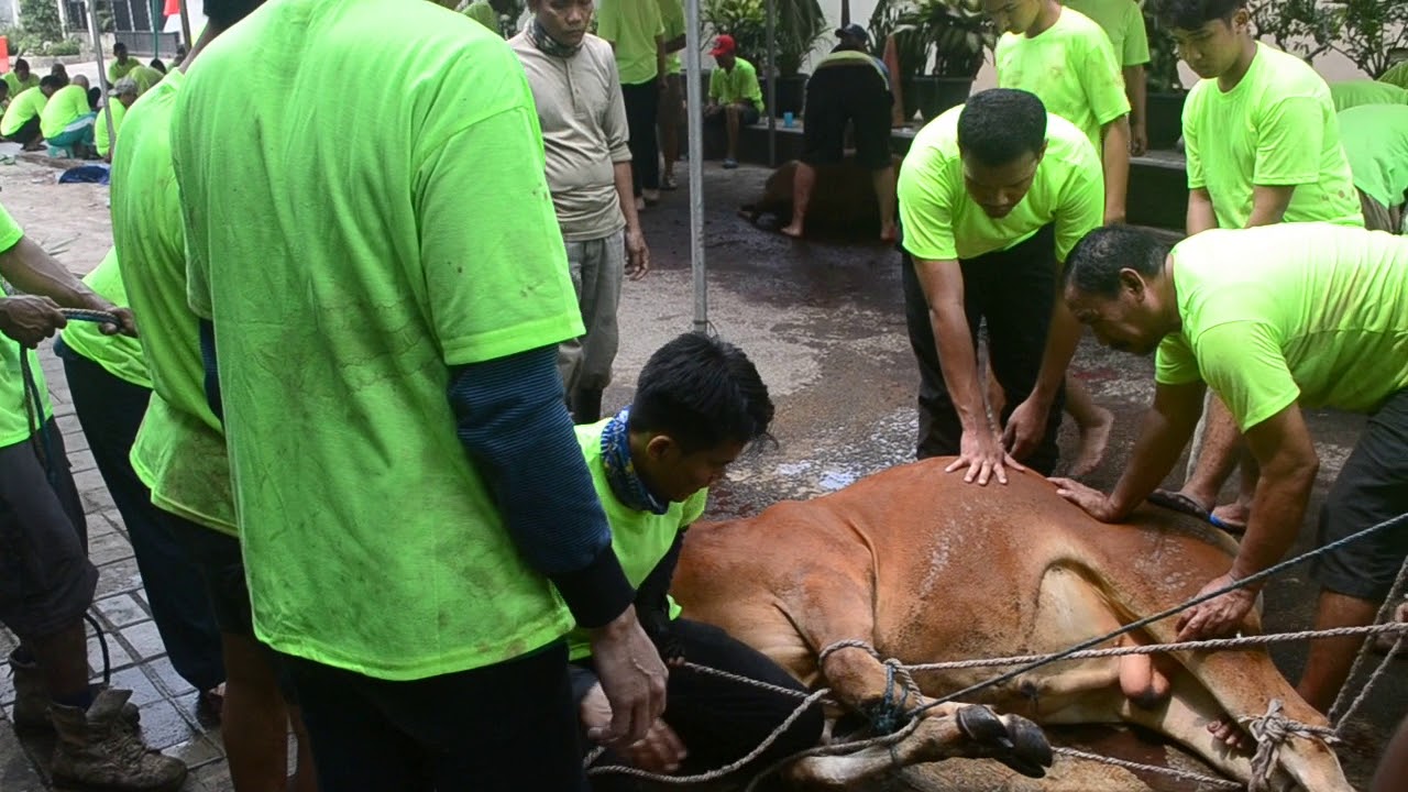  CARA  TERCANGGIH MENJATUHKAN HEWAN  QURBAN  2021 YouTube