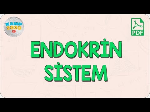 Endokrin Sistem | AYT Biyoloji 2020