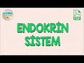 Endokrin Sistem | AYT Biyoloji 2020