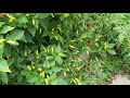 4 tabasco pepper plants