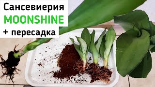 САНСЕВИЕРИЯ Лунный свет. Посадка, пересадка сансевиерии, полив, уход. SANSEVIERIA Moonshine