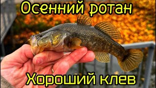 №27 Мормышинг. Осенний ротан #fishing #youtube