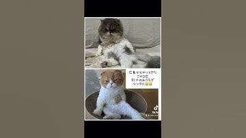 ちび天を卒業した子達は愛情をいっぱいもらってます💕#保護活動筑豊 #ちび天 #宮若市 #愛護センター #里親募集 #保護犬 #犬のいる生活 #猫のいる生活 #保護猫 #猫