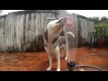 Husky Cooling Off On a Hot Day!