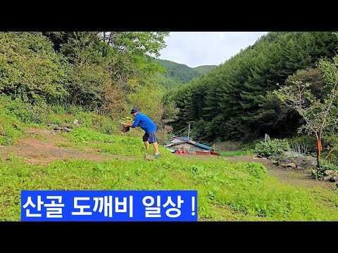 시골 도깨비 택시기사 출근길 <strong>왔다갔다</strong> 엄청바빠요 할일은 태산이고 고달픈 일상 ᆢ