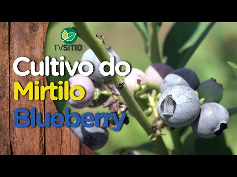 Vídeo: Os mirtilos cultivados são transgênicos?