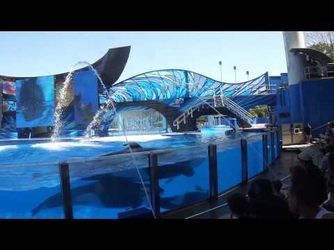 Video: Сот SeaWorld киттери мыйзамсыз 