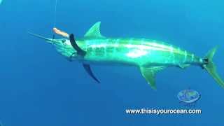 Massive Mako Shark Surprises Diver and Blue Marlin!