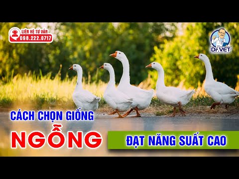 Video: Đồng đô la sẽ giảm? Tỷ giá hối đoái đô la: dự báo