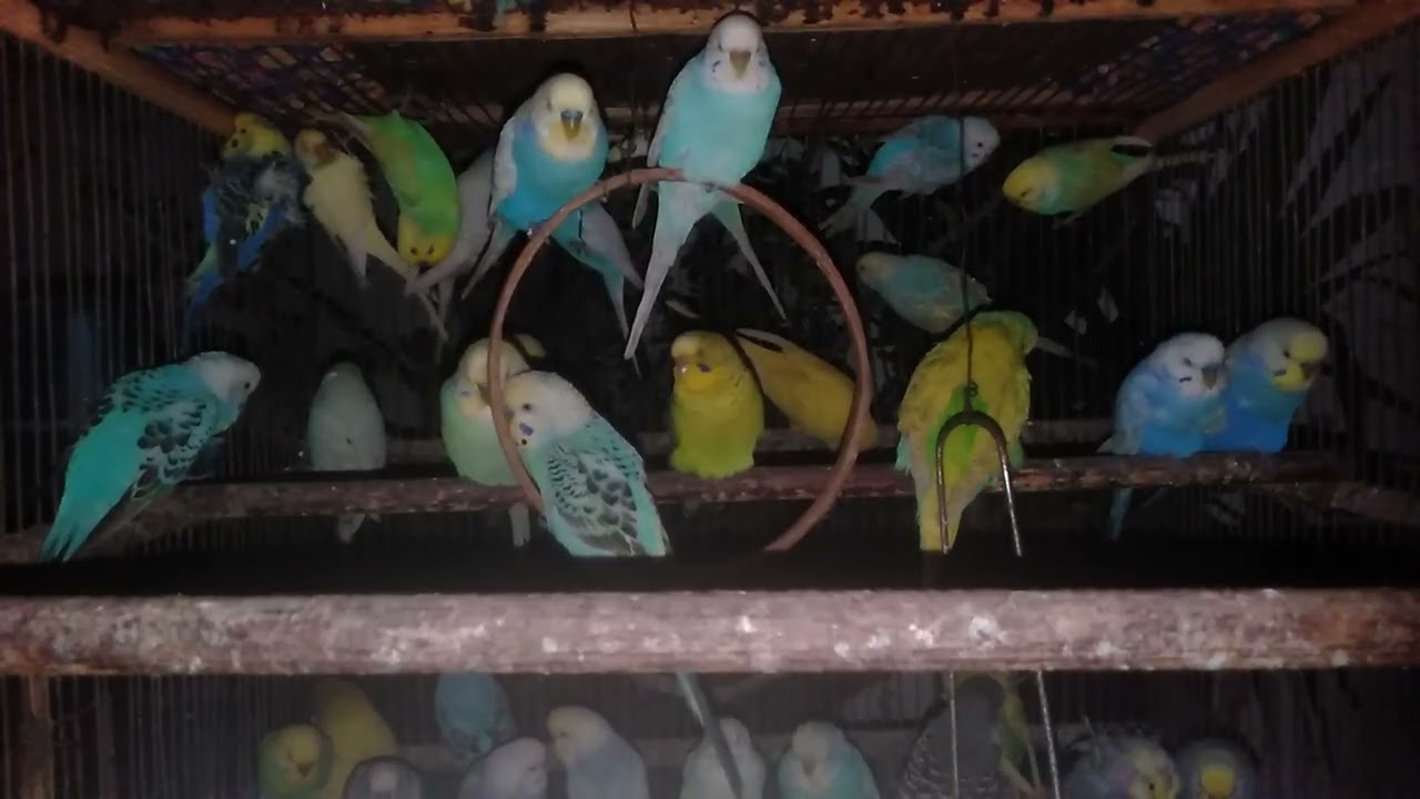 Luonnonvalo som omfavner lintuja