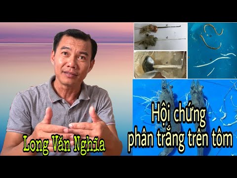 Phòng và trị bệnh phân trắng cho tôm