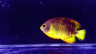 Hybrid Xanthic Eibl's Angelfish A6