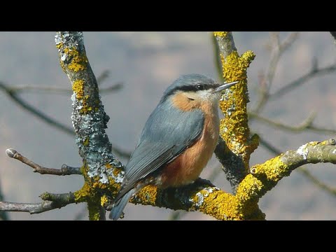 Canto do tarepadeira-azul-da-argélia | Pássaros Org