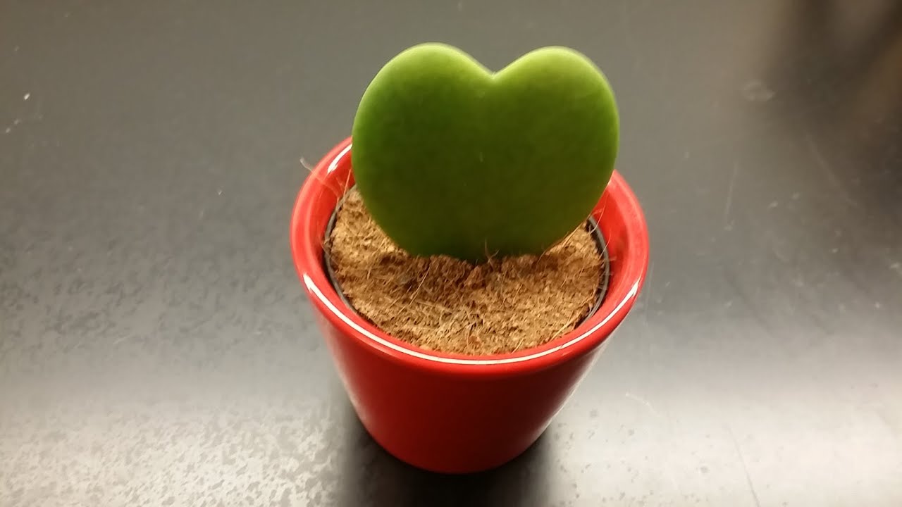 Playtime Product Review And Valentine S Day Gift Idea Heart Shaped Cactus Youtube