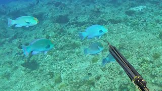 Spearfishing a Parrotfish with moss grown on its teeth [海外遠征4]
