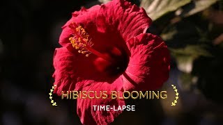 Time-Lapse: Watch Hibiscus Flower Bloom Just Before Your Eyes screenshot 2