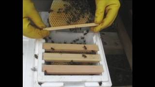 A video showing a beekeeper checking a mini nucleus (nuc) for a fertilized honeybee queen. You put sugar syrup in one end of the 