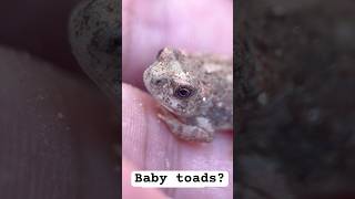 Red spotted toadlets - #wildlife #toad #toads #frog #frogs #baby #utah #desert #amphibians #animal