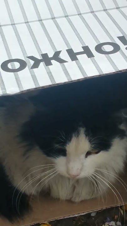 бедный котик сидит в коробке - YouTube