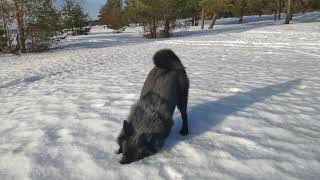 Schipperke Puppy Vincent on a Winter Walk in March