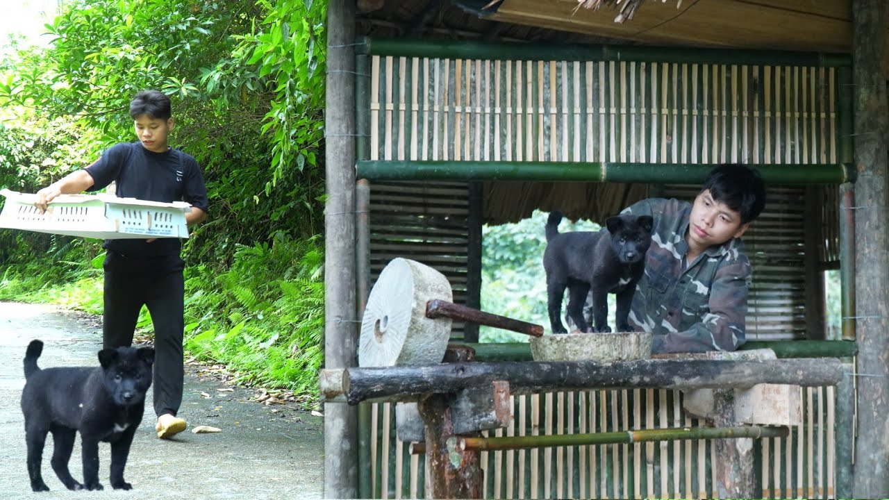 CEO leaves the city for the forest. Live in harmony with nature. Welcome my pet dog