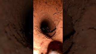 A Giant Anteater Entered An Ant Nest