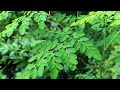 Amfanin Zogale Moringa By Dr Abdulwahab Abubakar Gwani Bauchi