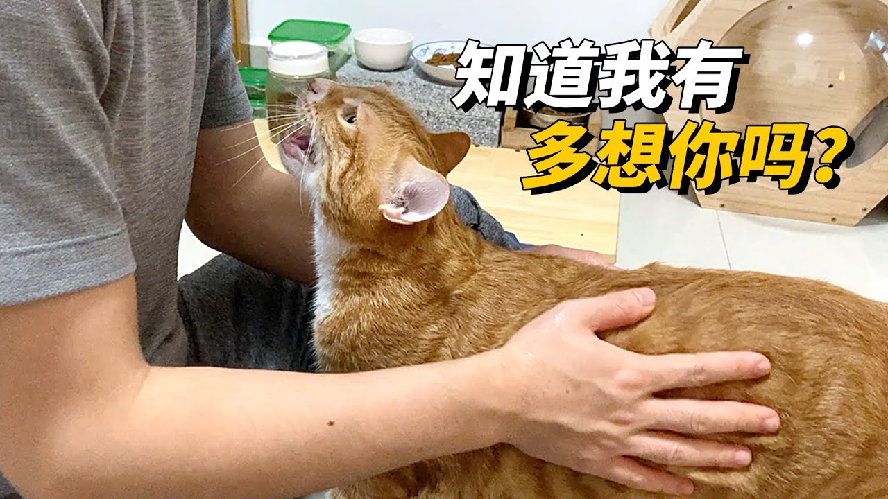 出差几天回来，猫咪看到我们激动得像个撒娇的孩子一样， 要抱抱要摸摸【旧视频】