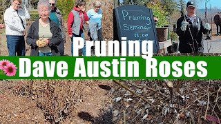 Rosarium Pruning Seminar: Pruning Dave Austin Roses