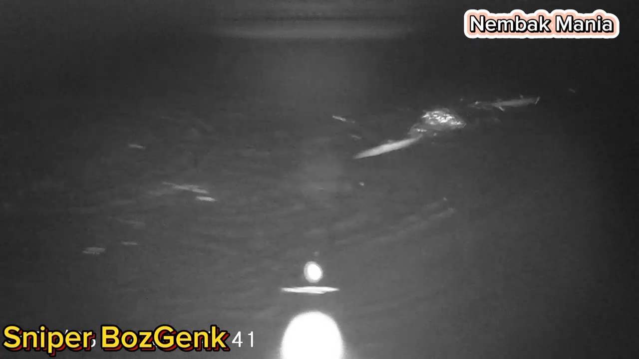 Cari ikan dimalam hari,nembak ikan belanak