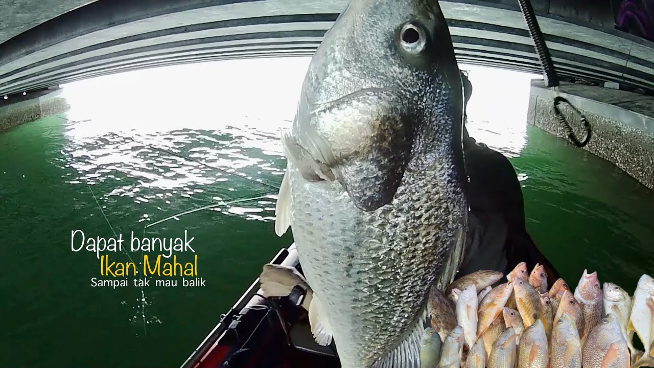 Lubuk Ikan Mahal “Dapat Banyak” Sampai Tak Mau Balik