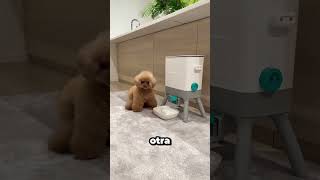 Este Tierno Perrito Conmovió A Todos 🥹