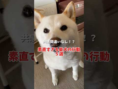 素直すぎる柴犬の行動５選❗️ #shorts #柴犬 #犬 #dog